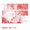 Neon Neon - Rot (LP) – Bild 2